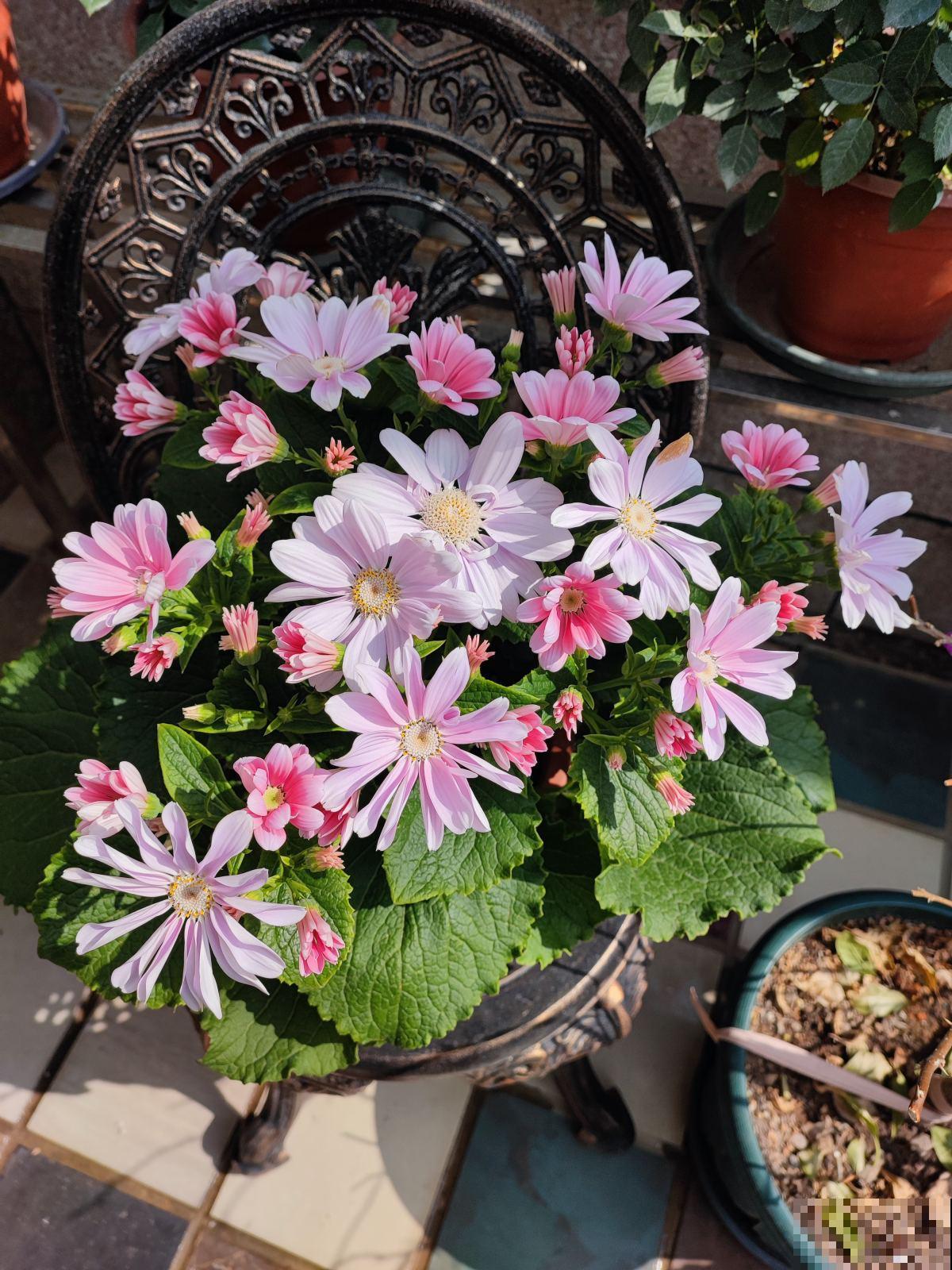 适合短时间养殖的4种花，再心疼开败了也要扔