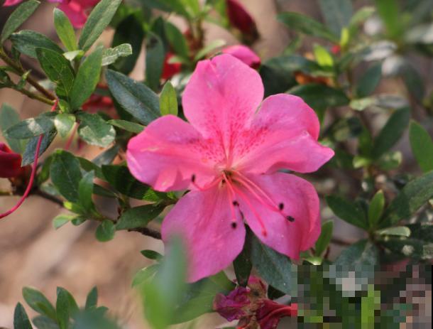 映山红盆景养殖，注意这5点，室内养也能养好