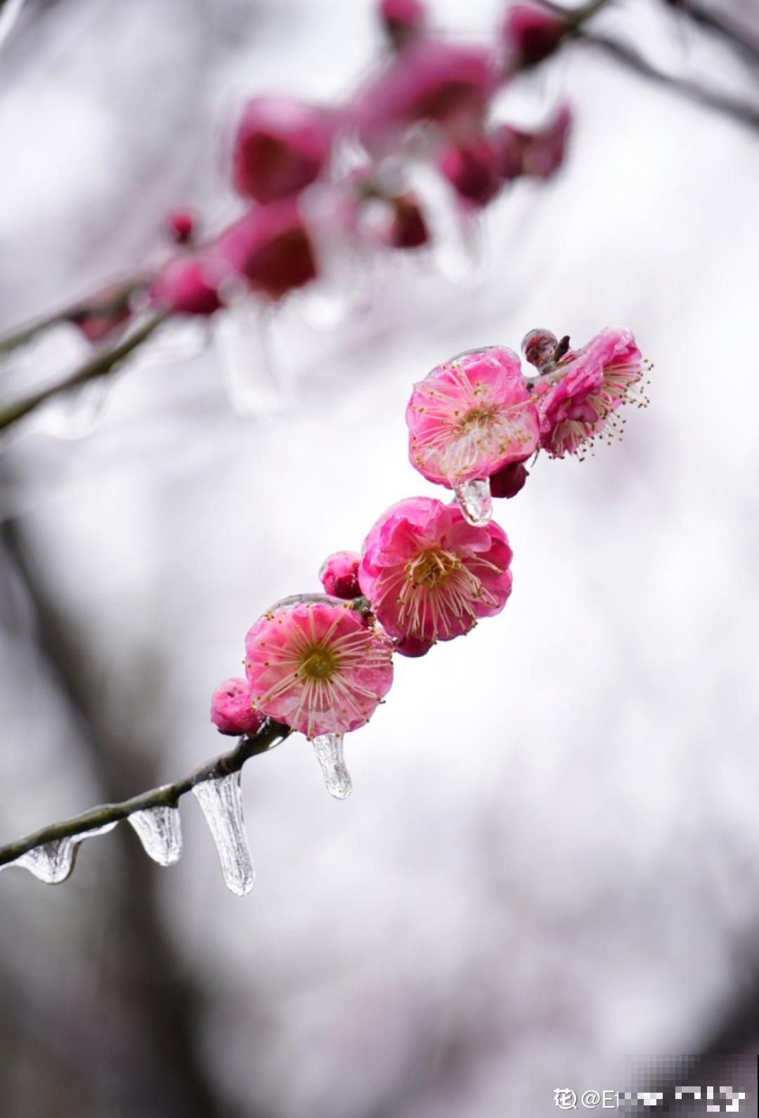 1种花剪几根枝,插水里3天就开花,迎春报喜,花香四溢 1种花剪几根枝,插水里3天就开花,迎春报喜,花香四溢