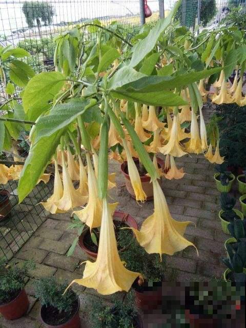 3种花公认“有害”,怎么还是要养呢,只因用处很大 3种花公认“有害”,怎么还是要养呢,只因用处很大