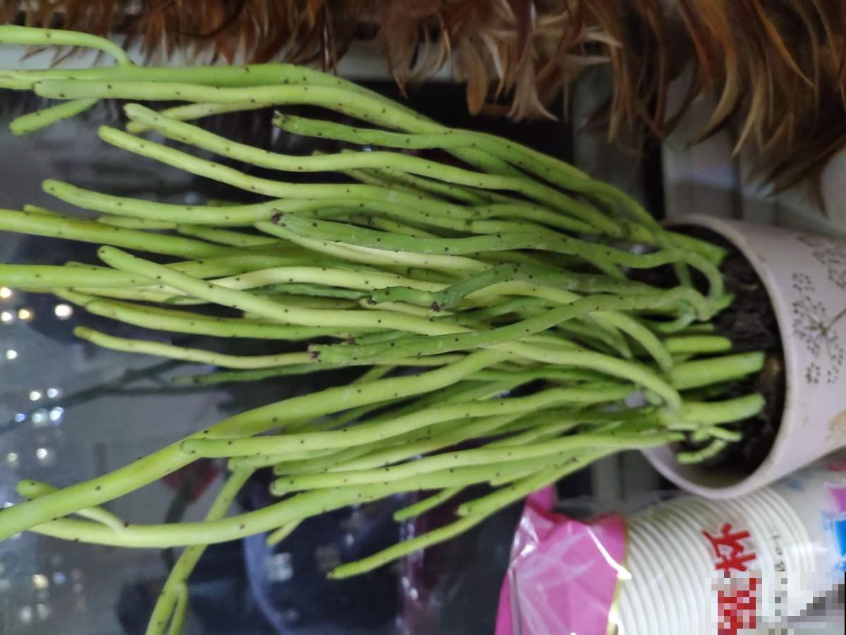 芦笋种1次，能吃十几年，比摇钱树还要划算