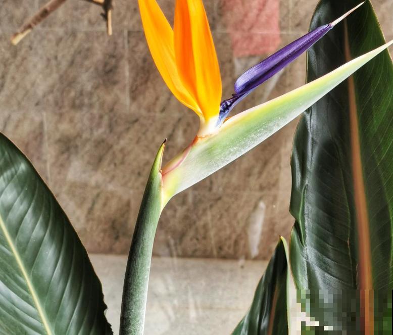 天堂鸟长太高,赶紧掐尖,株型更加饱满 天堂鸟长太高,赶紧掐尖,株型更加饱满