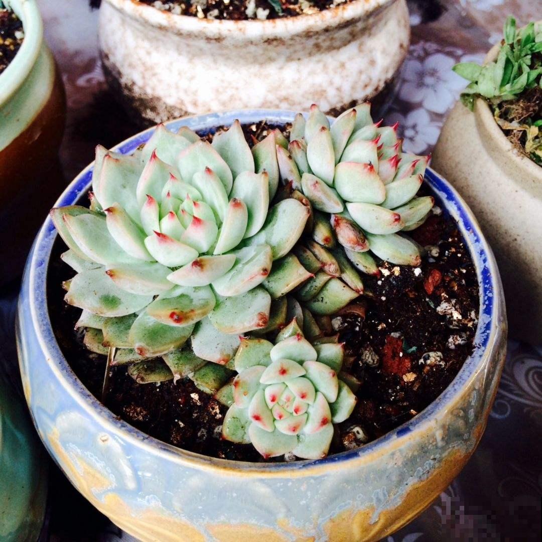 过年买花,可别当那“冤大头”,4个坑千万别踩 过年买花,可别当那“冤大头”,4个坑千万别踩