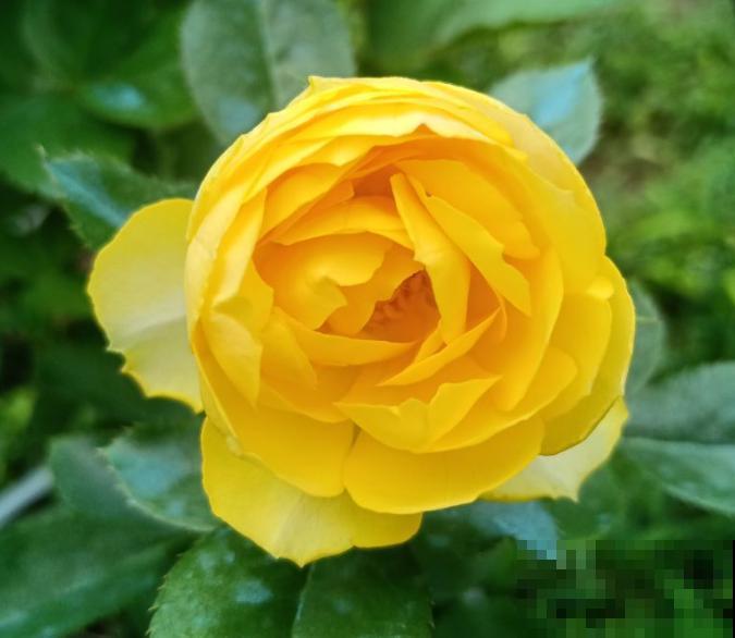 微月界的两种“称霸花”，爆花容易还特勤花，越养越爆盆