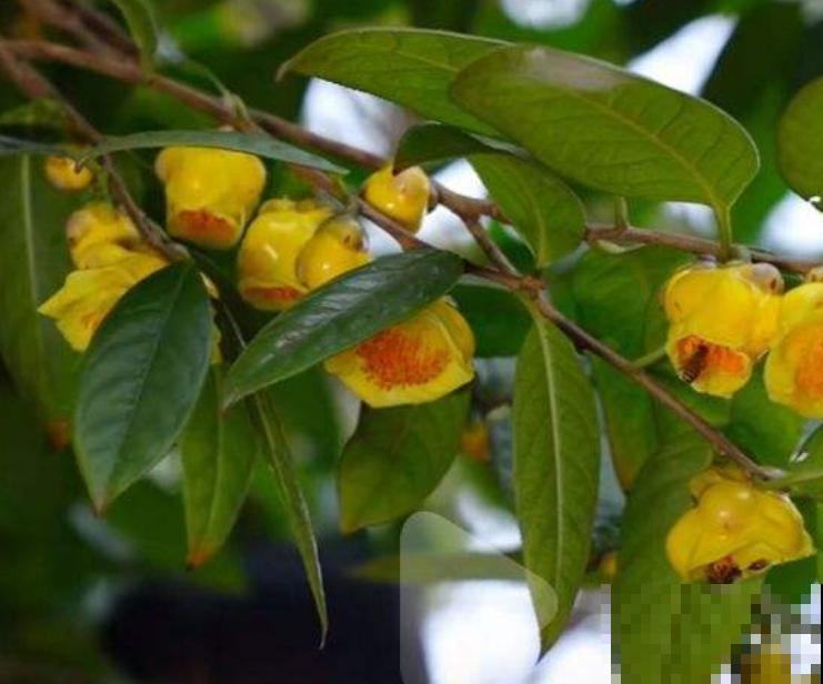 几百块一盆的贵货花，移栽一定要特别注意，不然花都死了