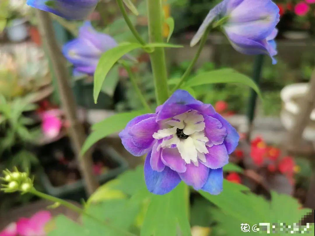 50种花春天播种,长满小院子,能开一整年 50种花春天播种,长满小院子,能开一整年