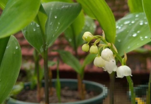 养殖铃兰要注意,不要误食,室内就能正常养护 养殖铃兰要注意,不要误食,室内就能正常养护