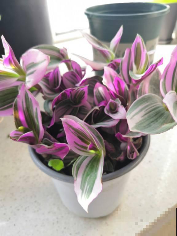 3种观叶植物，现在是扦插好时候，再晚几天影响生根