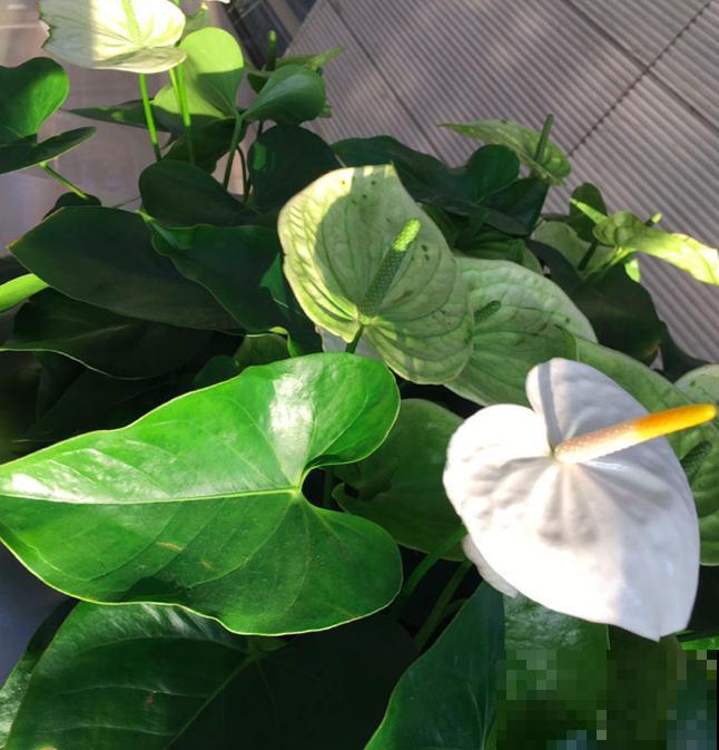 不开花的3种植物，原因很多，只有对症下药才有效