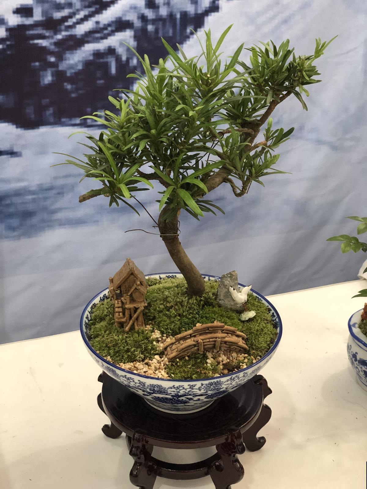 春天养盆“玉色花”,狠心剪一刀,变成“碧玉球” 春天养盆“玉色花”,狠心剪一刀,变成“碧玉球”