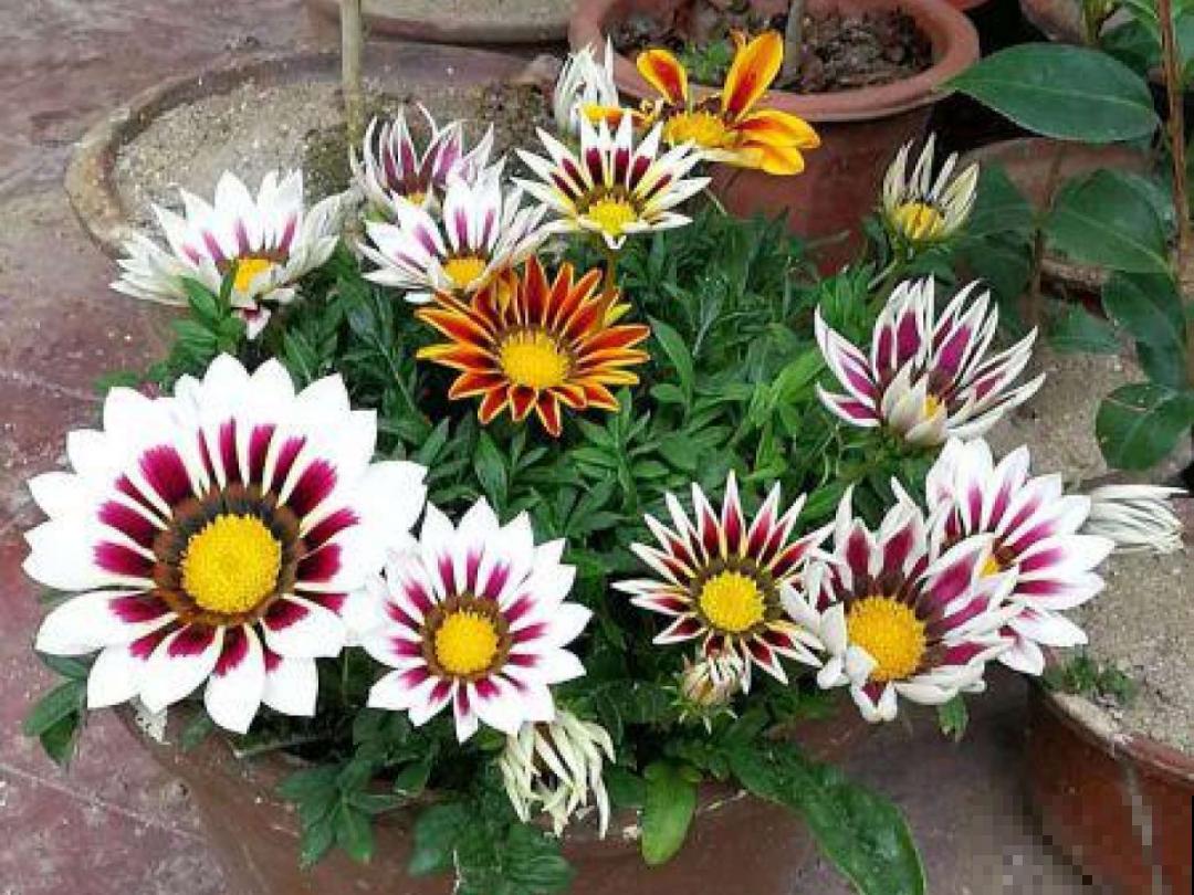 50种花春天播种,长满小院子,能开一整年 50种花春天播种,长满小院子,能开一整年