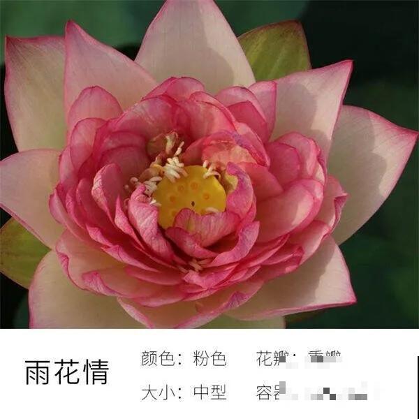 碗里就能种的荷花，1节藕种土里，初夏就开花