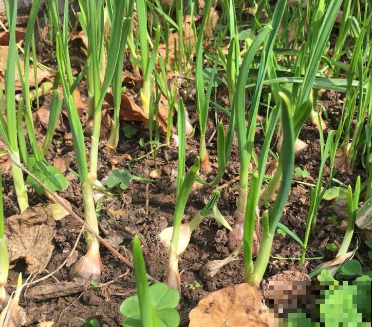 懒得买菜，快在家里盆栽蒜苗，轻松就能种植