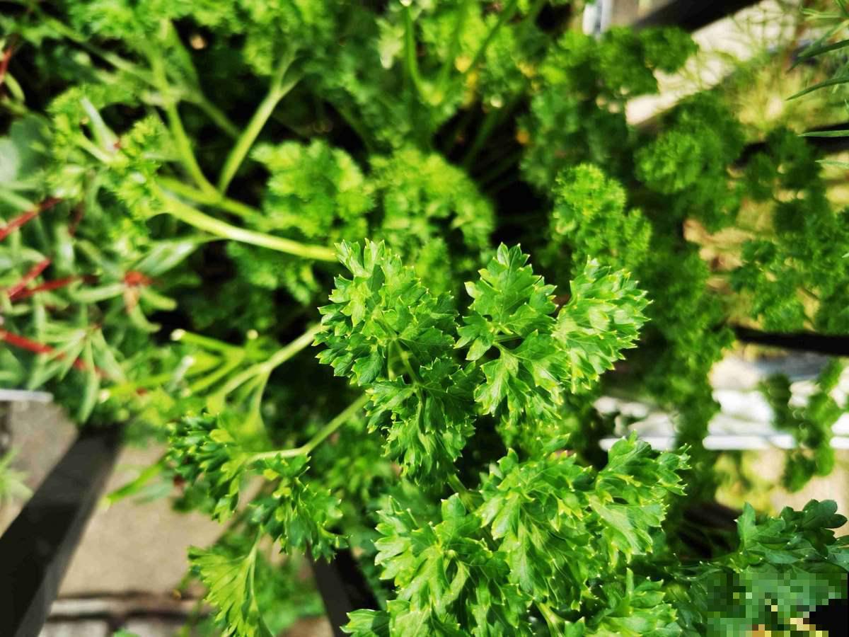 常见的8种植物,也是中药,养在家里特养人 常见的8种植物,也是中药,养在家里特养人