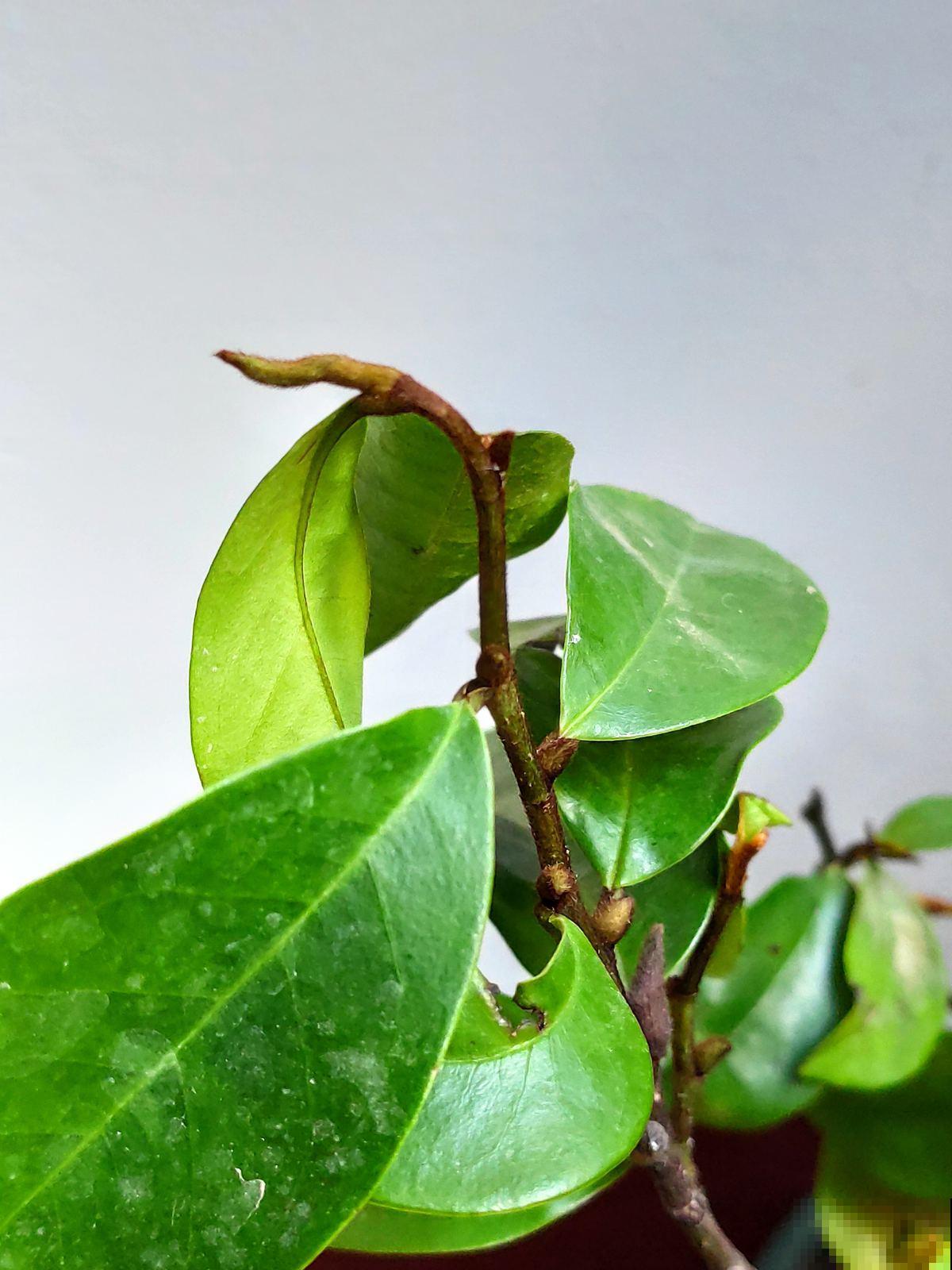 浇水可以靠天吃饭，抹芽只能一点点动手了，学会了就是养花高手