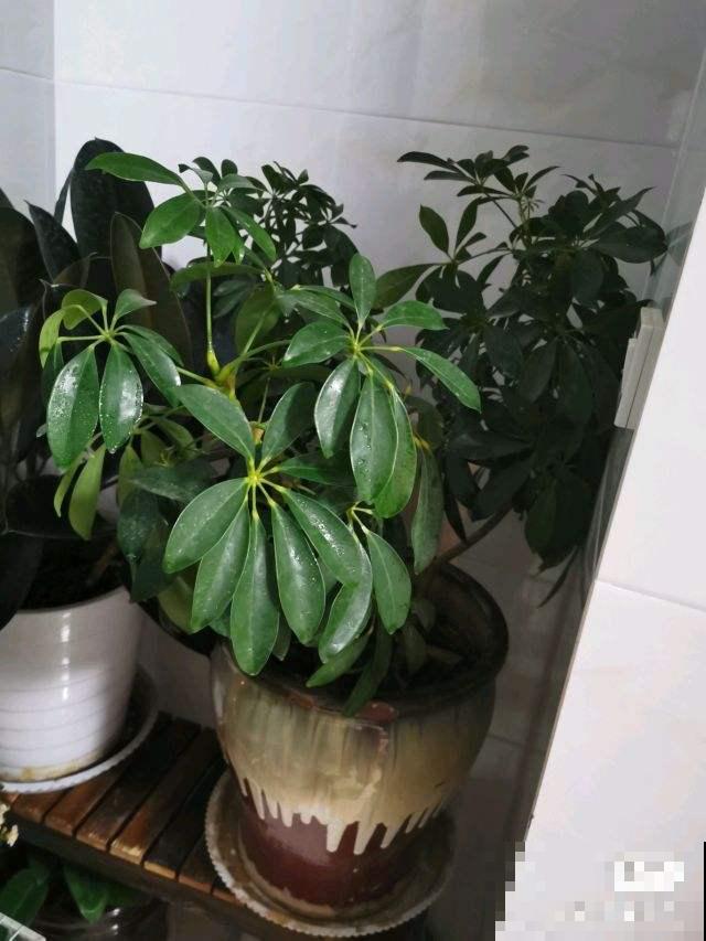 虎年到，5种花送给属虎的人，本命年花开富贵又吉祥