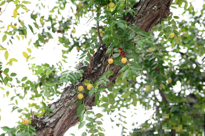 院子种果树最旺宅，尤其是这5种，全是好寓意