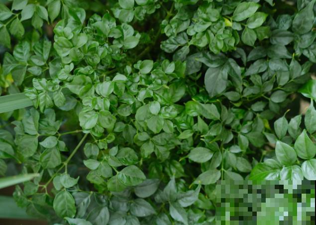 幸福树叶子下垂发蔫，主要和这4点相关，及时处理还能拯救