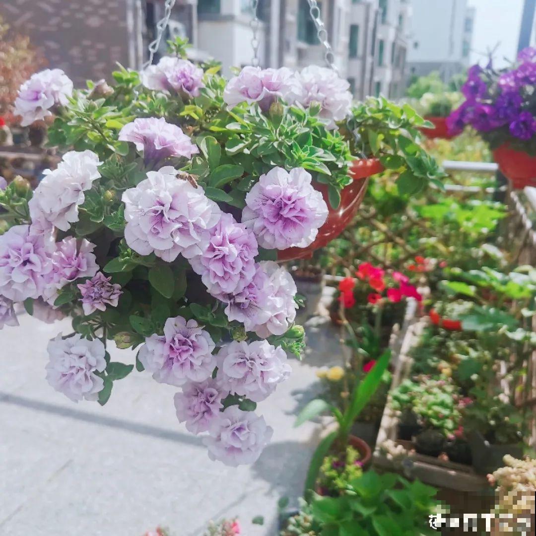 养盆矮牵牛,狠心剪几刀,轻松爆开满盆花,小阳台最爱! 养盆矮牵牛,狠心剪几刀,轻松爆开满盆花,小阳台最爱!