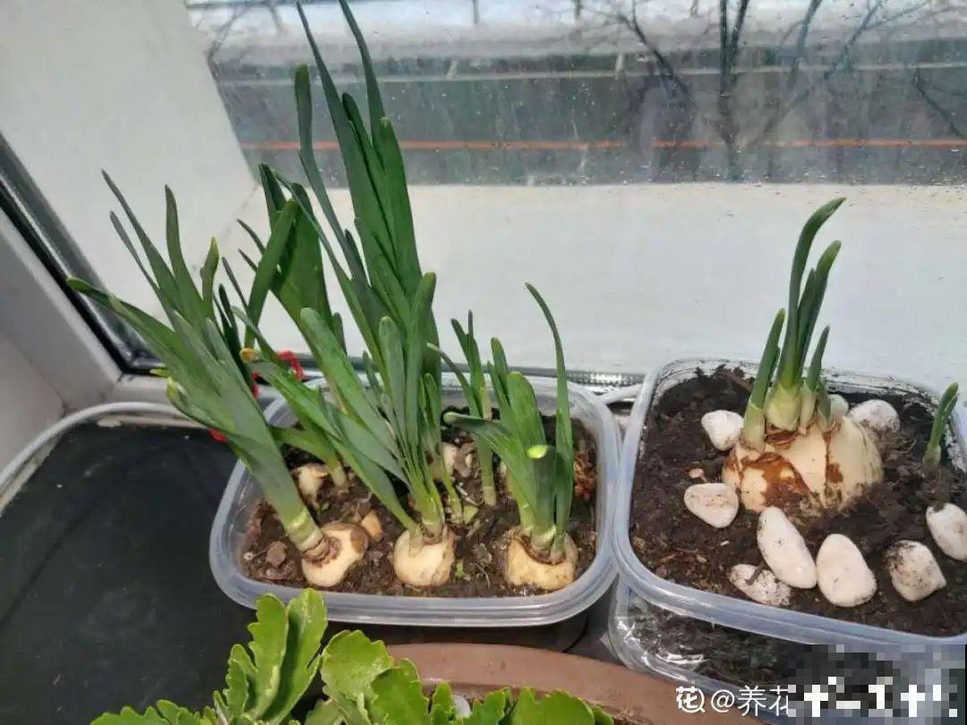 9种花是“一次性”，年前买、年后扔，不心疼钱吗？