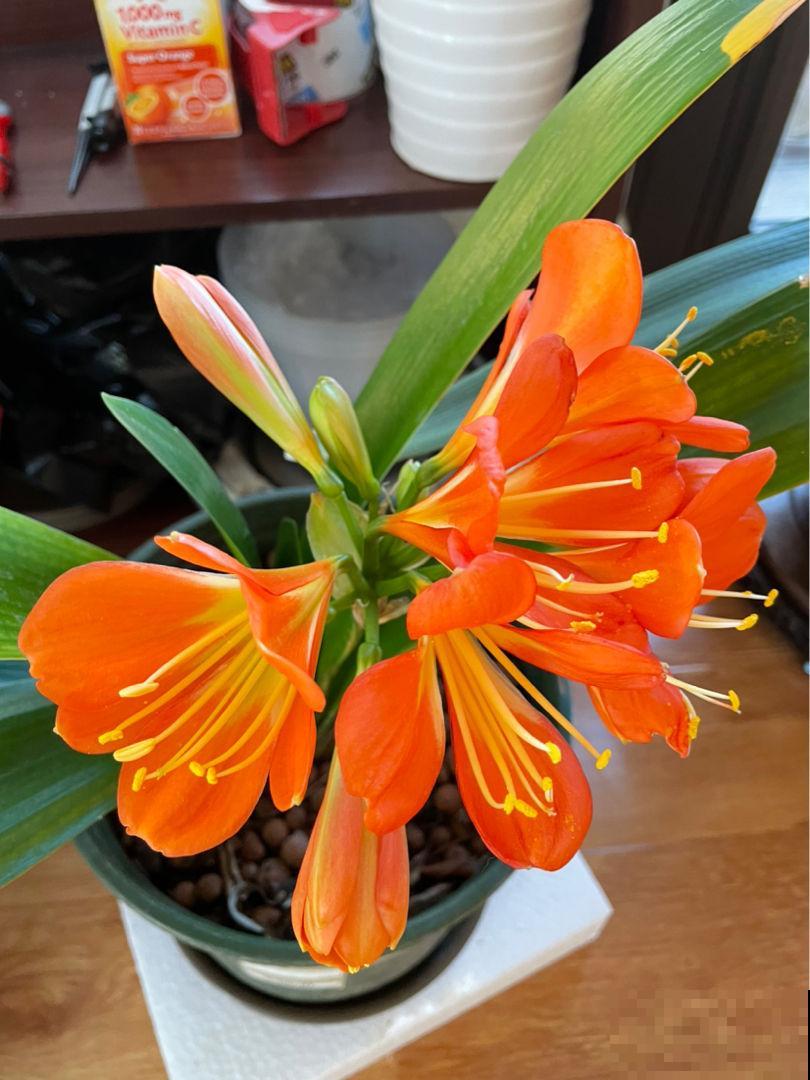 春天养君子兰,5个技巧赶紧背过,花箭嗖嗖蹿,叶子油绿厚实 春天养君子兰,5个技巧赶紧背过,花箭嗖嗖蹿,叶子油绿厚实