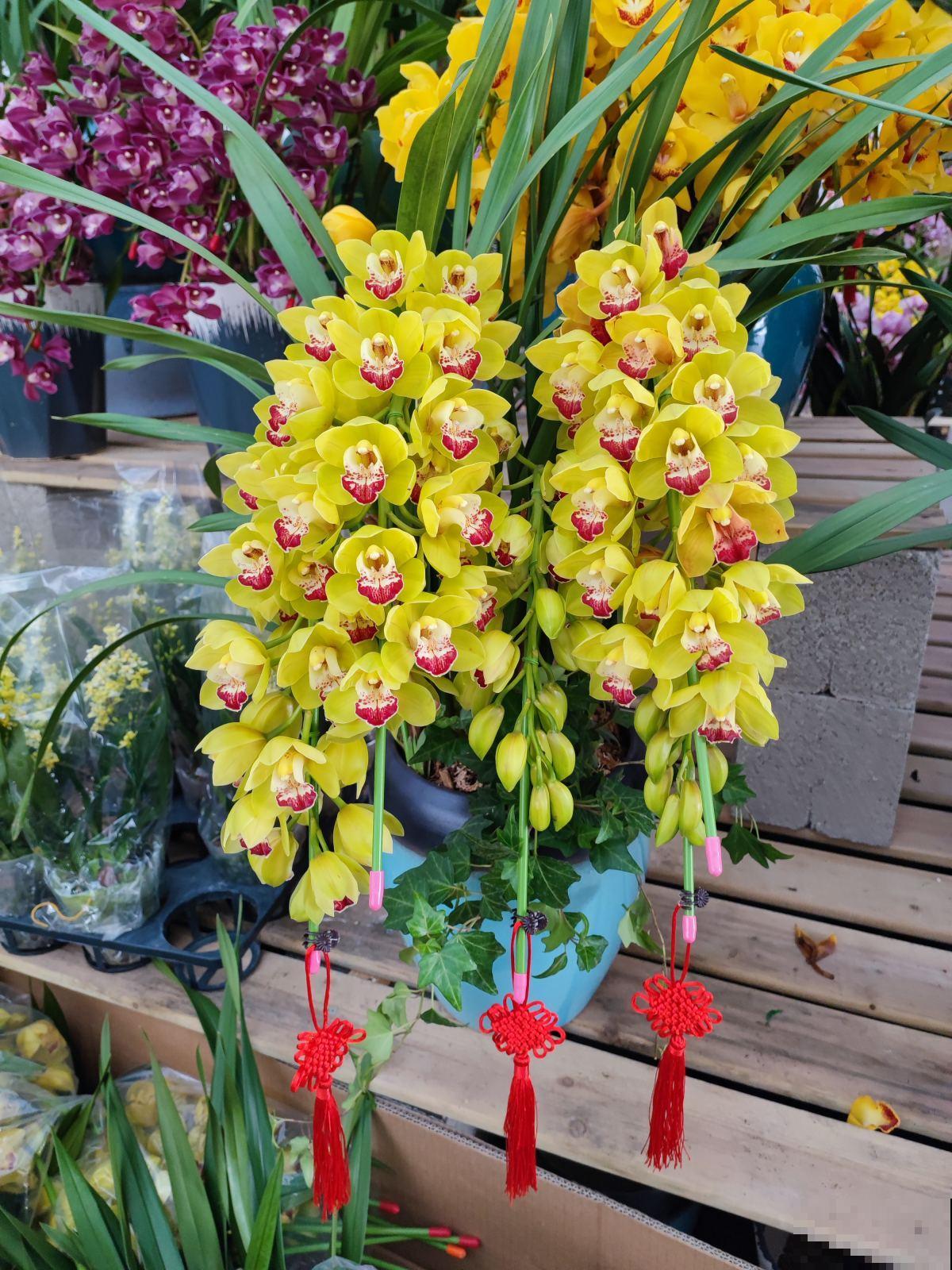 兰花开败了2种处理方法，不生病不发霉，更快长新芽