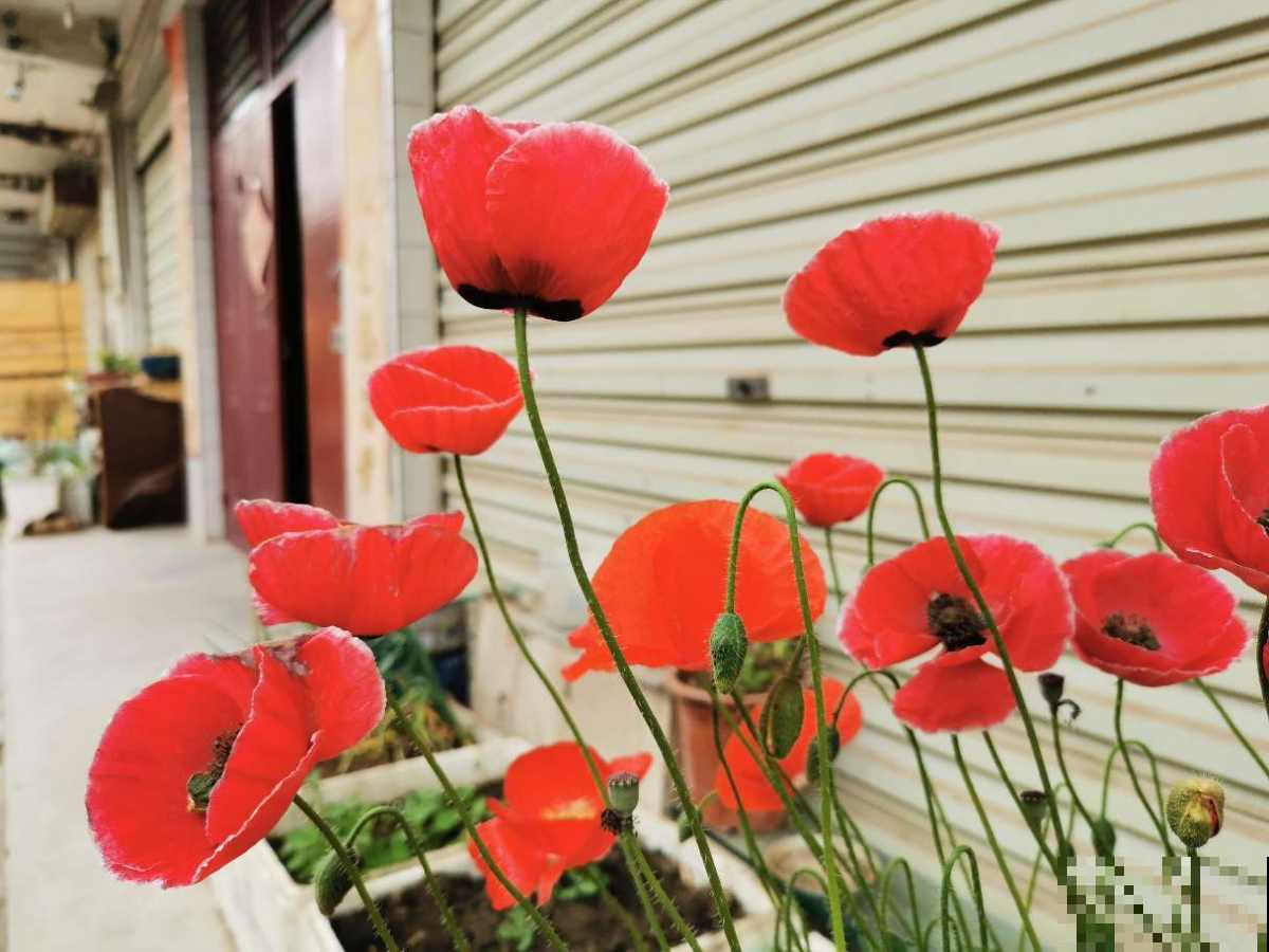 4种有毒花，家有小孩请远离，不然后患无穷