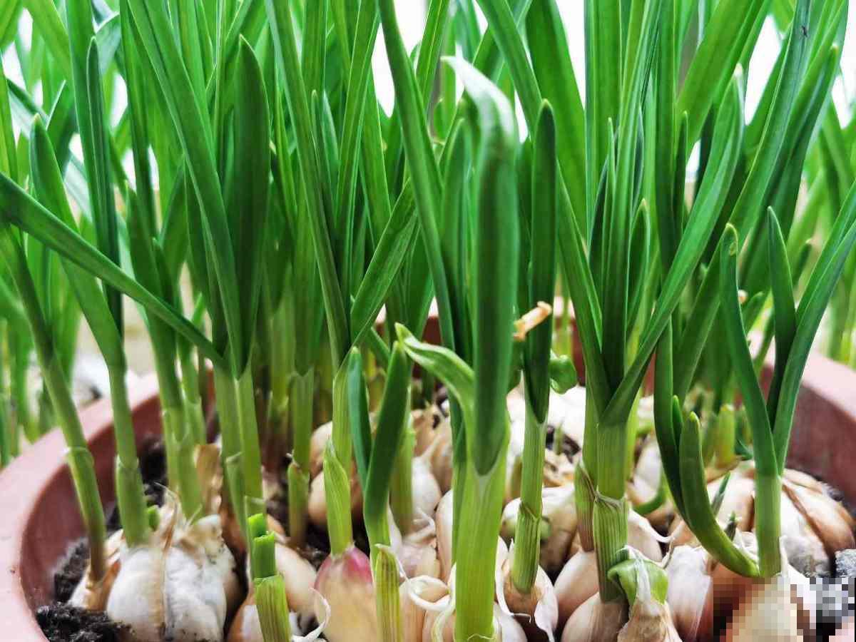 花盆里就能种的蔬菜，7天发芽，一个月就能吃，冬天买菜不出门