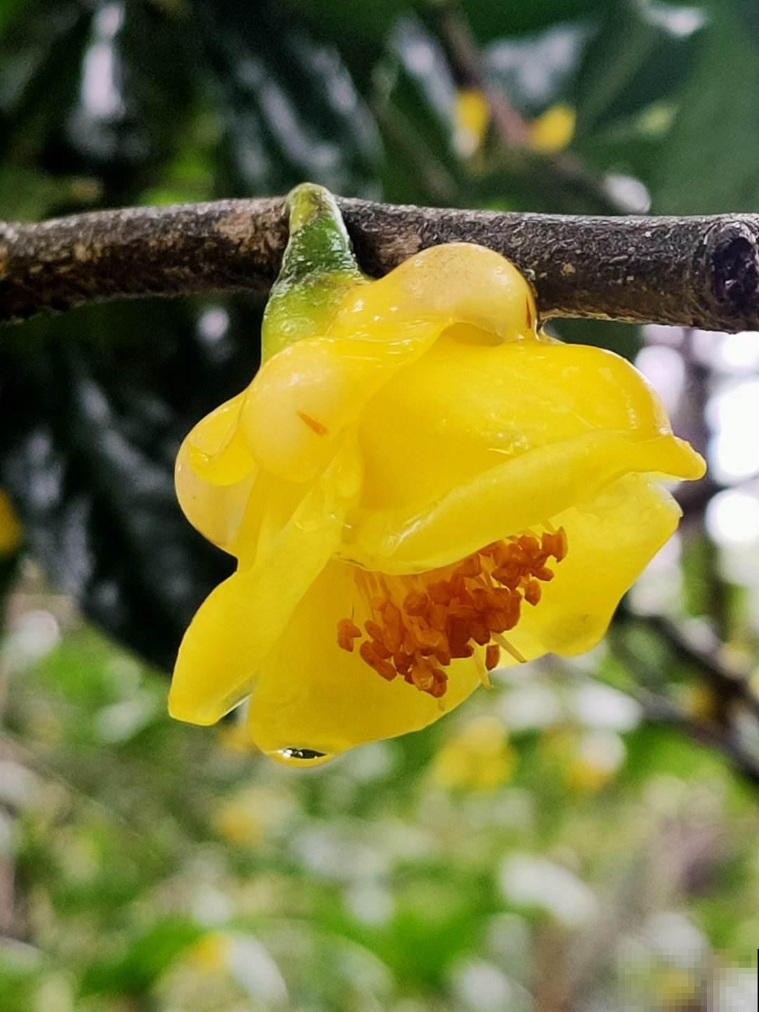 养花20年，教会了我15个人生道理，心态180°大转变