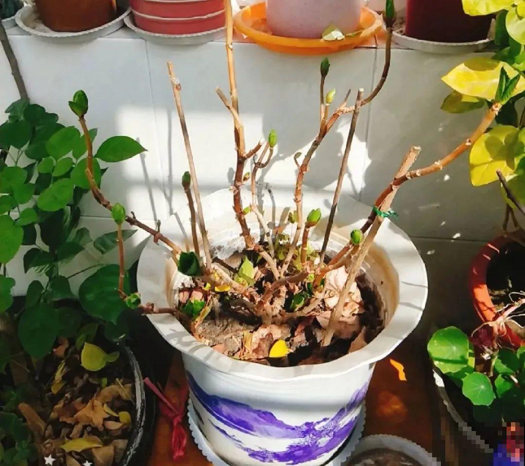 花园三剑客也要换盆,越冷长得越旺,明年呼呼开花 花园三剑客也要换盆,越冷长得越旺,明年呼呼开花