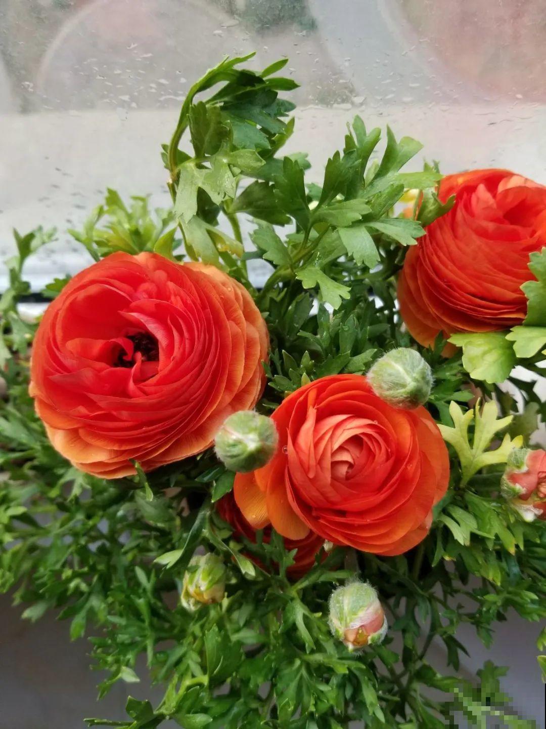 一种花被称作“小牡丹花”,能开花3个月,比玫瑰花还好看 一种花被称作“小牡丹花”,能开花3个月,比玫瑰花还好看