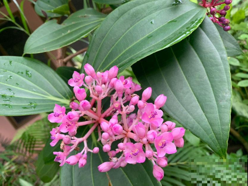 若年终奖允许，建议买盆宝莲灯，开花气质高贵颜值高