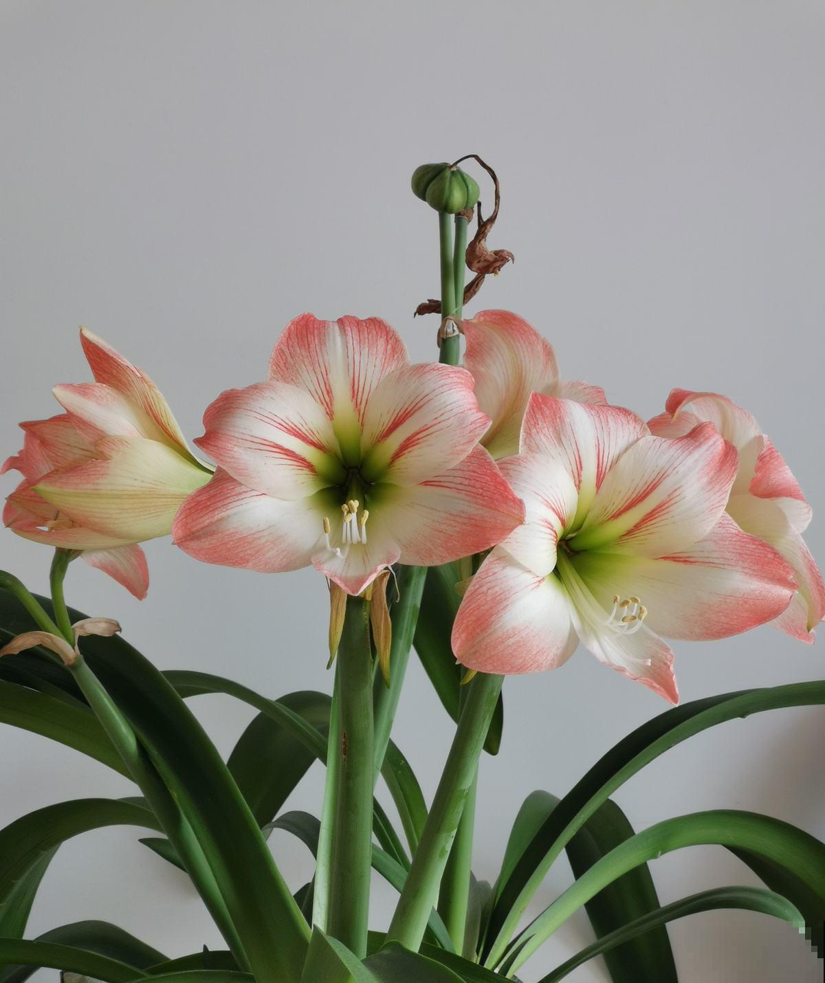 5种花正月快修剪,错过修剪,一年不开花 5种花正月快修剪,错过修剪,一年不开花