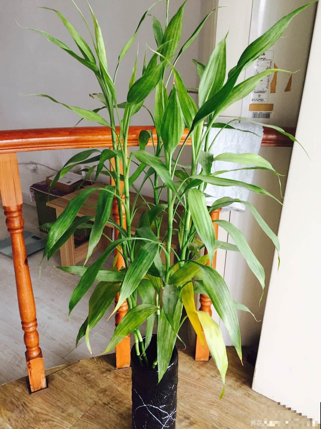 这6种植物，立春之后迅速生长，家里养一盆能带财运