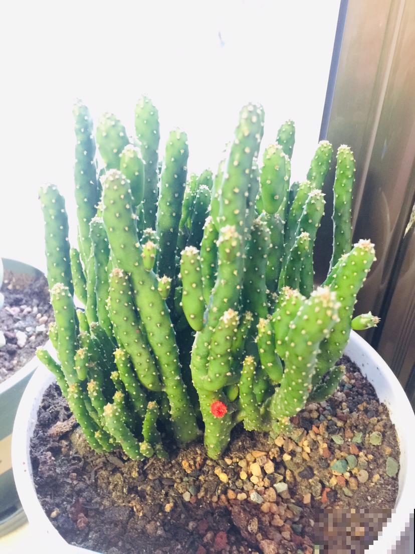 家里养“福寿花”，有福气招财气，开花富贵满堂