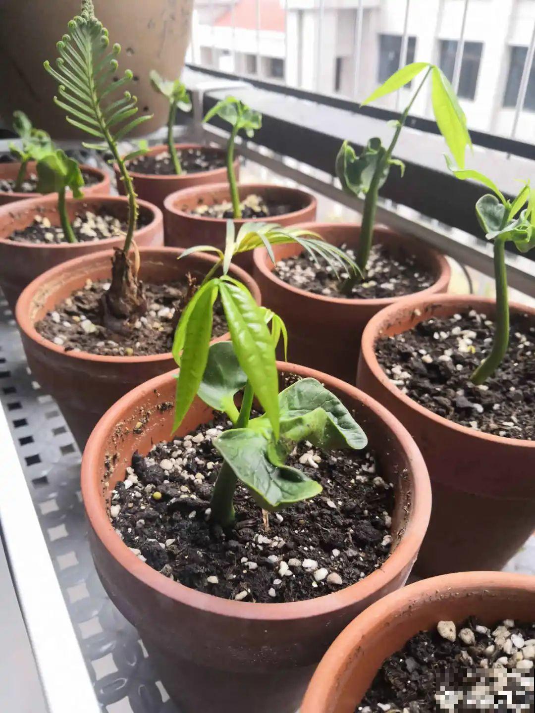 老人常说,6种吉祥花,轻易不开花,开花据说有好运 老人常说,6种吉祥花,轻易不开花,开花据说有好运