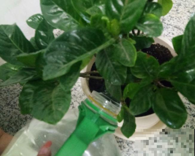 大叶栀子花在室内养护，这5点需谨记，叶子呼呼长