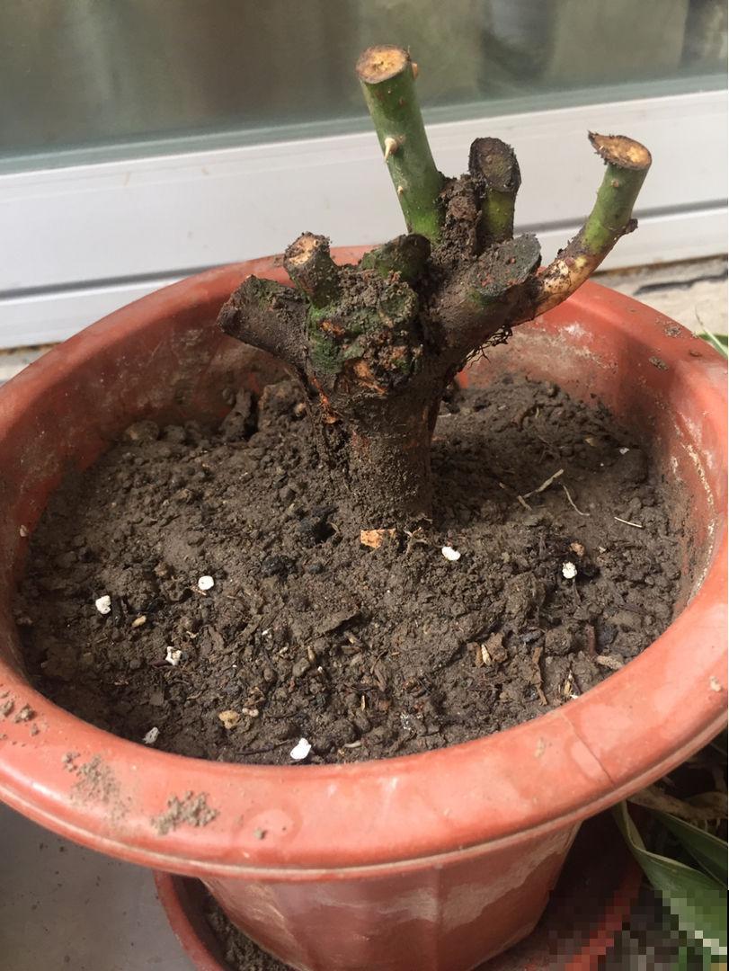 花期不开花的6个原因,掌握方法才能“对症下药” 花期不开花的6个原因,掌握方法才能“对症下药”