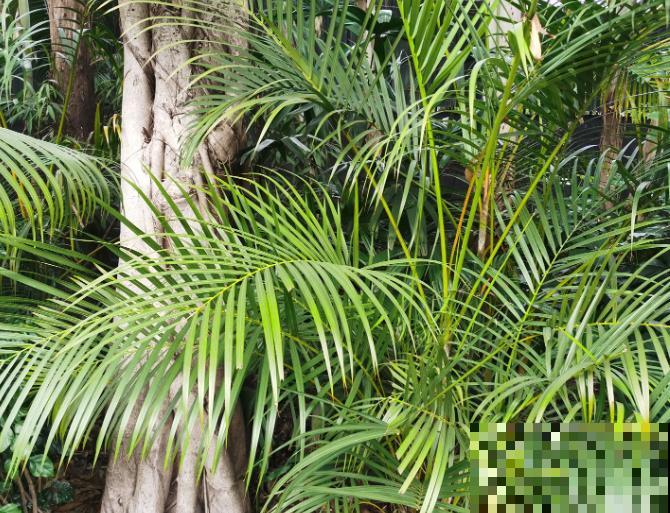 这5种网红植物，好看好养，家里养一盆气质佳