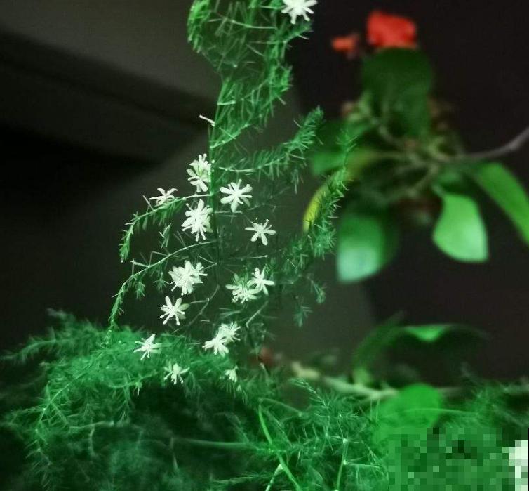 北阳台也能养的绿植,耐阴好养活,一年四季绿油油 北阳台也能养的绿植,耐阴好养活,一年四季绿油油