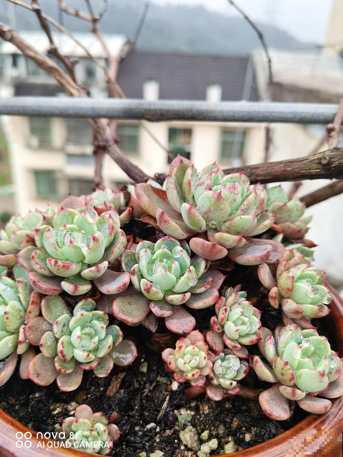 4种花越“肥胖”越好,看着喜庆健康,太“瘦了”像生病 4种花越“肥胖”越好,看着喜庆健康,太“瘦了”像生病