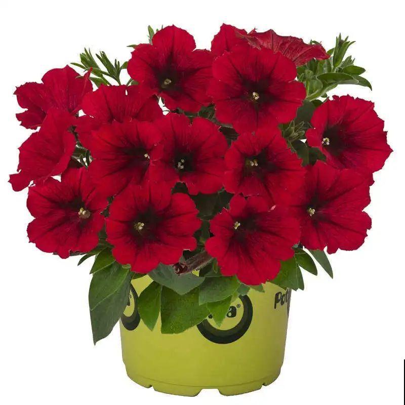 养盆矮牵牛,狠心剪几刀,轻松爆开满盆花,小阳台最爱! 养盆矮牵牛,狠心剪几刀,轻松爆开满盆花,小阳台最爱!