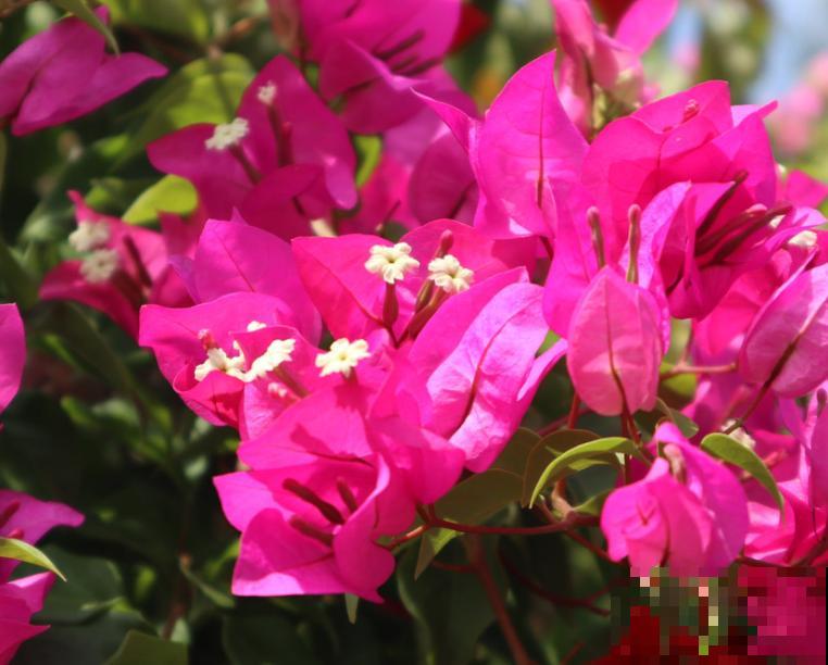 家里养殖三角梅,注意这4点,植株开花多 家里养殖三角梅,注意这4点,植株开花多