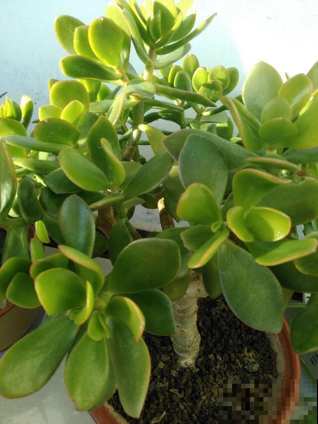 春天养玉树,需要记住4个养护技巧,简单又实用 春天养玉树,需要记住4个养护技巧,简单又实用