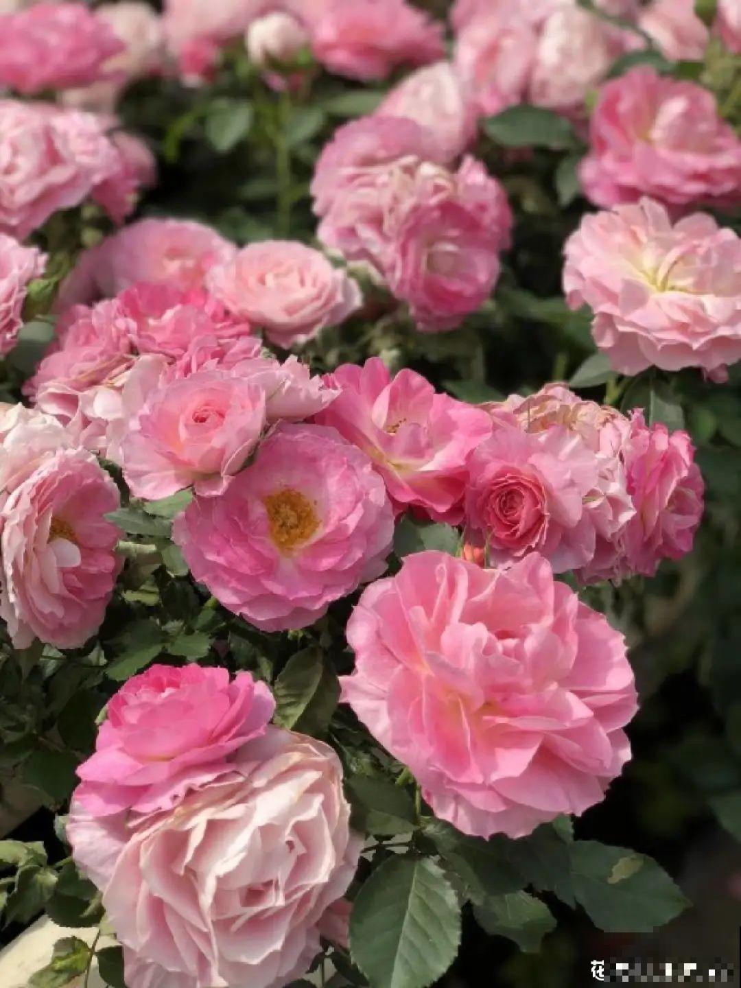 小阳台的开花机器,花期能达大半年,月月爆开不歇气,真香! 小阳台的开花机器,花期能达大半年,月月爆开不歇气,真香!