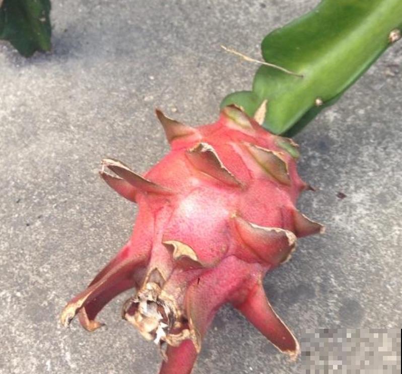 火龙果枝条长满“锈斑”,一定要重视,不然全烂了 火龙果枝条长满“锈斑”,一定要重视,不然全烂了