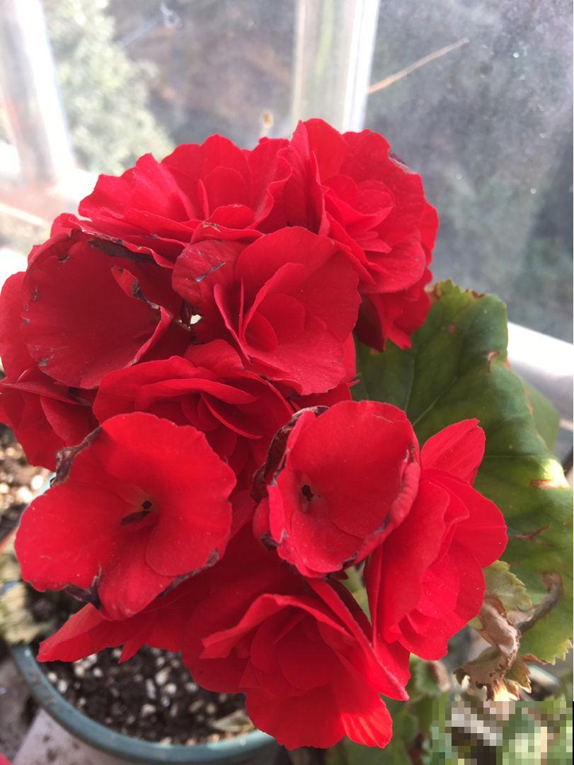 5种“坑人花”，过年买了才知上当，没技术就别养，浪费钱