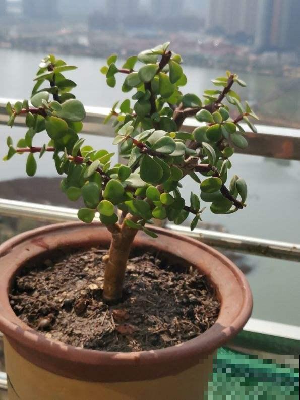 肥料中的“3个宝”,用好了植物呼呼长,关键是不伤根 肥料中的“3个宝”,用好了植物呼呼长,关键是不伤根