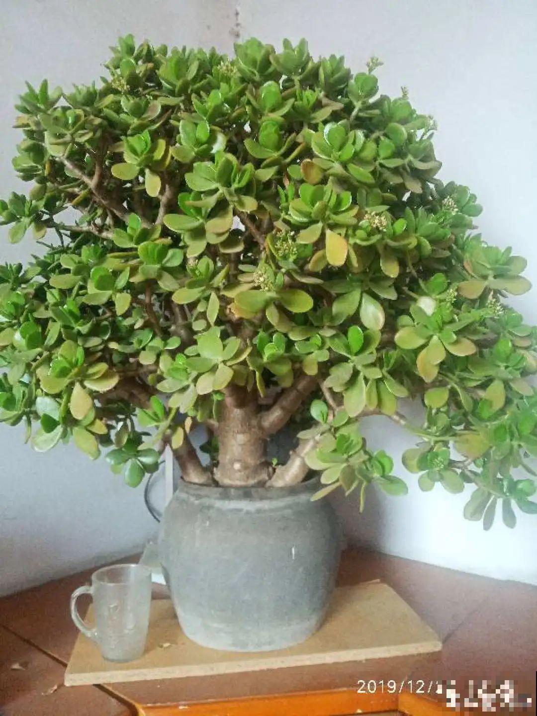 老人常说,6种吉祥花,轻易不开花,开花据说有好运 老人常说,6种吉祥花,轻易不开花,开花据说有好运