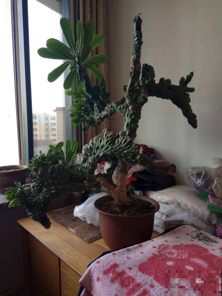 家里地方大的，可以养盆“树形多肉”，养的越大越值钱